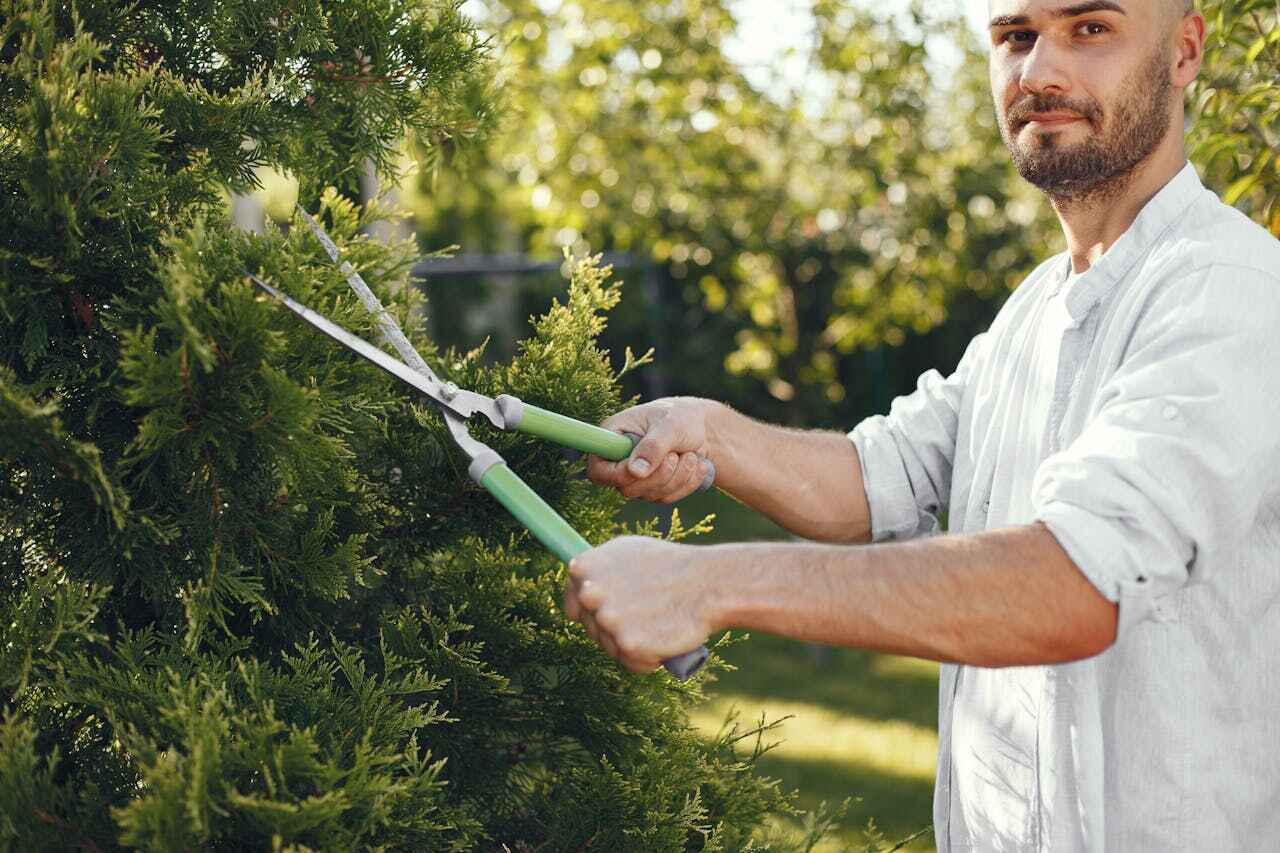 TreeGuard Tree Service